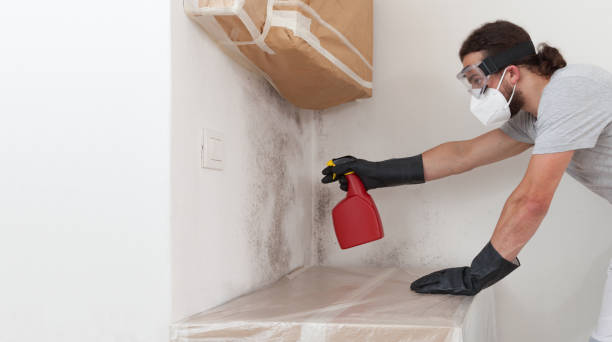 Basement Mold Remediation treatment on basement walls in Warrenville