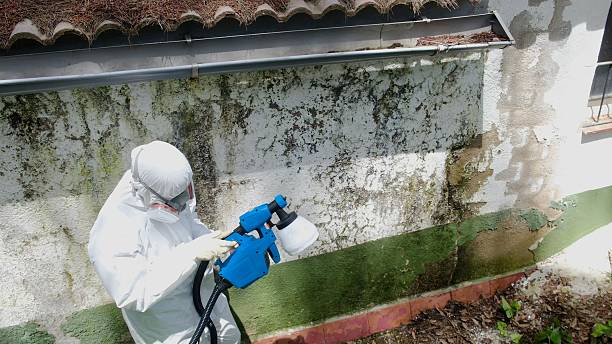 Mold Removal service in Warrenville